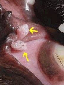 a photo of a growth on a dogs mouth