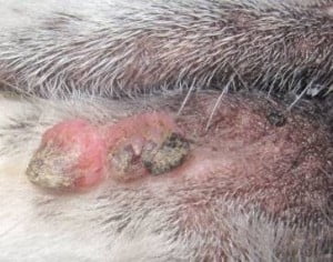 a photo of a growth on a dogs mouth